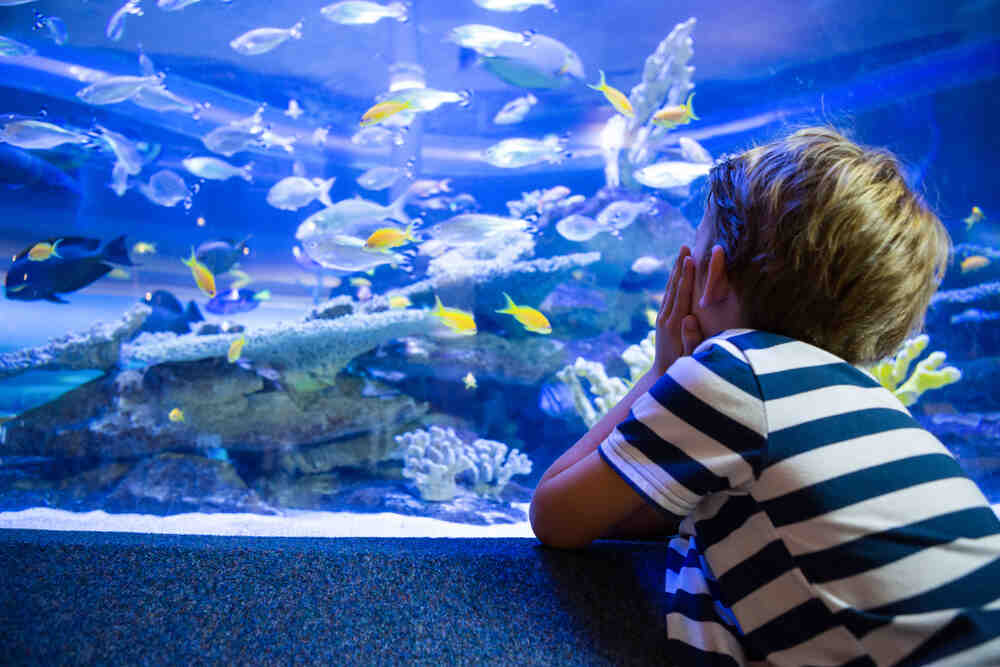 Quels poissons dans un aquarium de 60 litres?