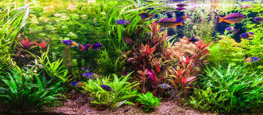 Comment avoir de belles plantes dans un aquarium?