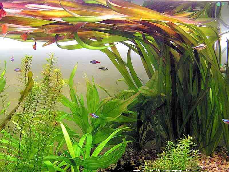 Comment les plantes d'aquarium se nourrissent-elles?