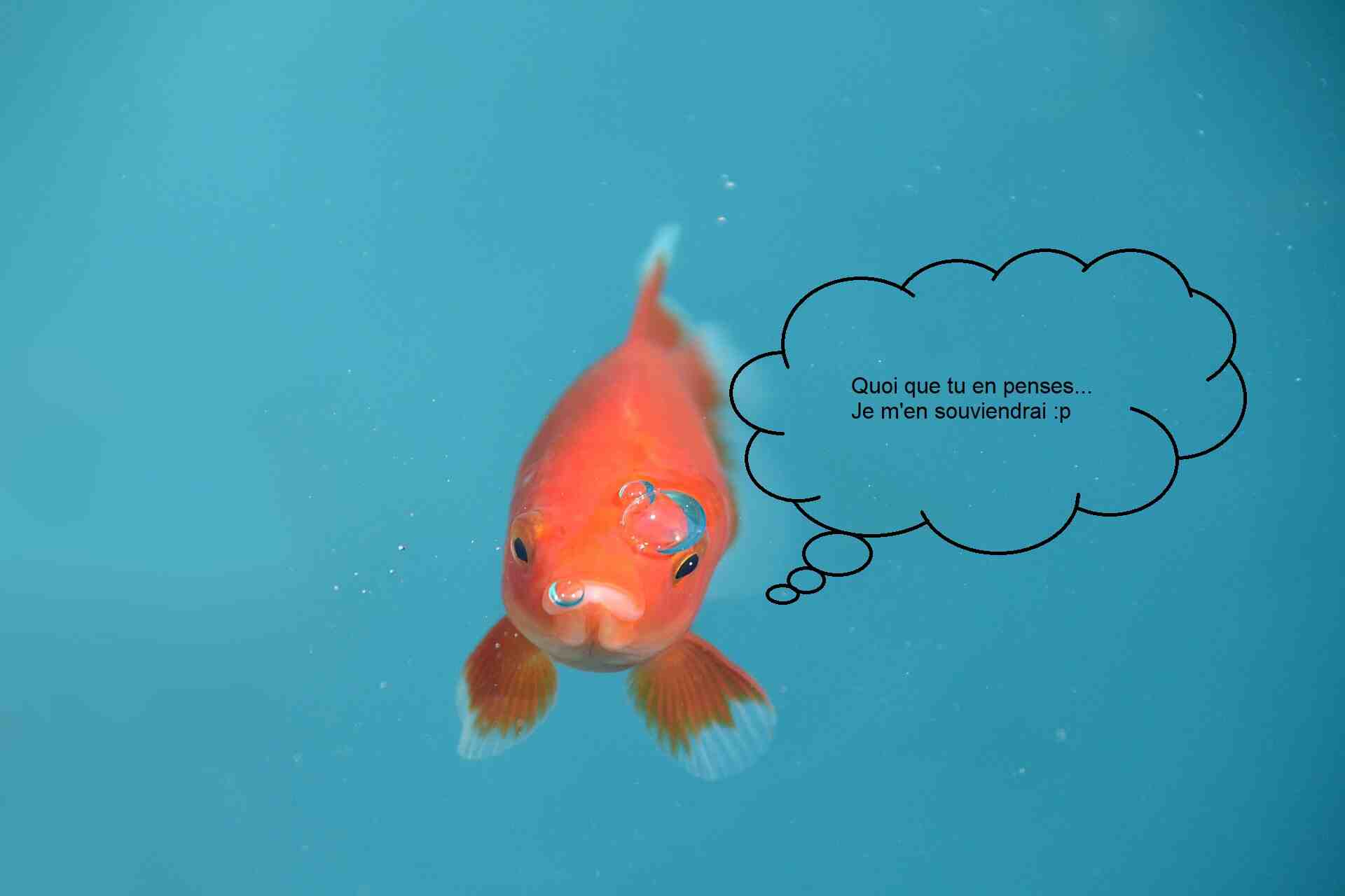 Comment savoir si un poisson rouge se porte bien?