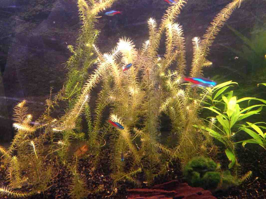 Comment savoir si une plante d'aquarium est morte?