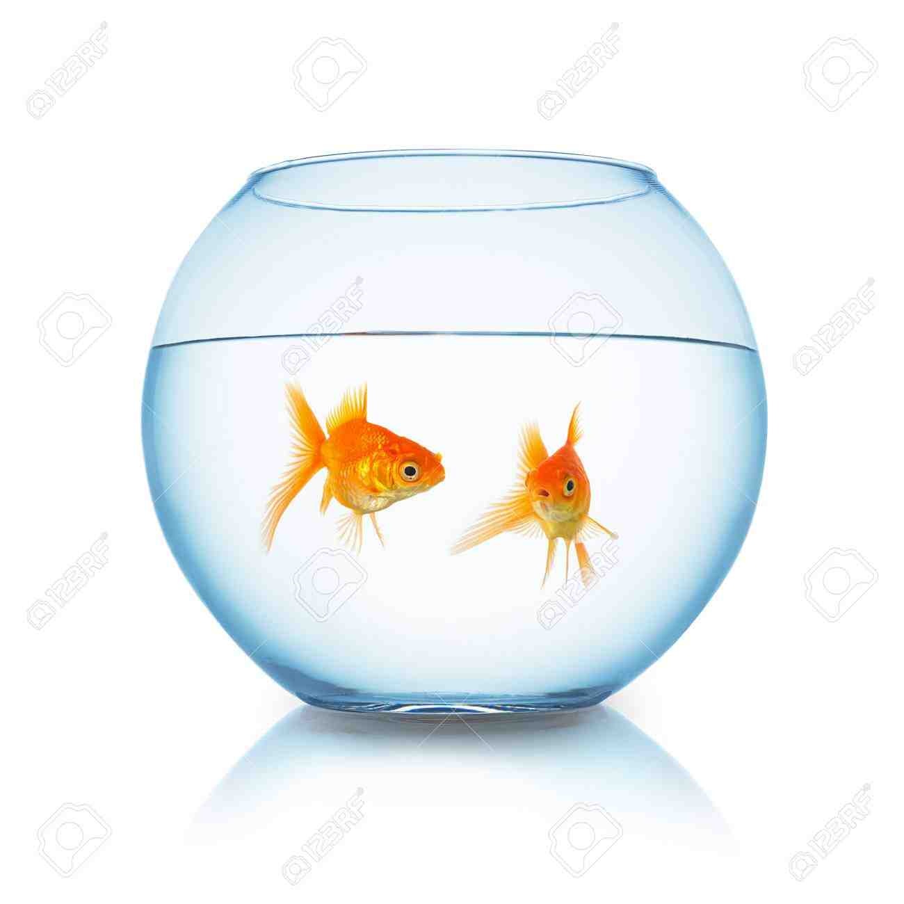 Quel aquarium pour un poisson rouge?