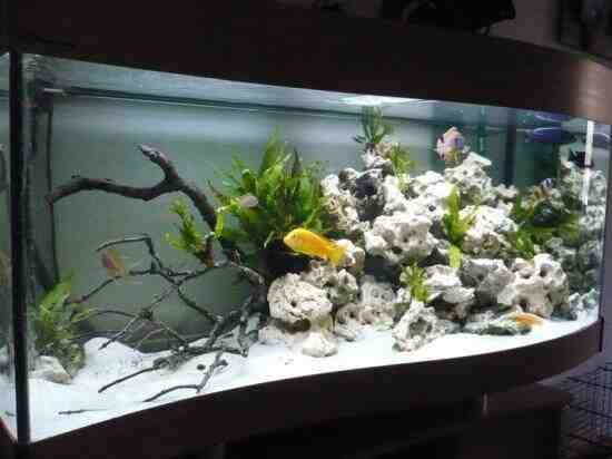 Quel poisson dans un aquarium de 100 litres?