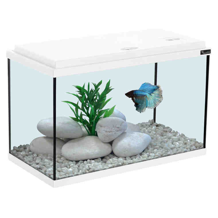Quel poisson dans un petit aquarium?
