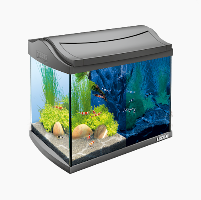 Quel poisson pour un aquarium de 10 litres?