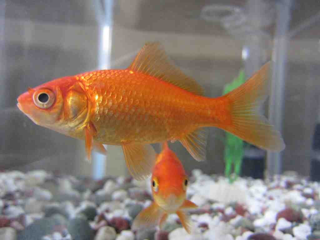 Quelle taille d'aquarium pour 4 poissons rouges?