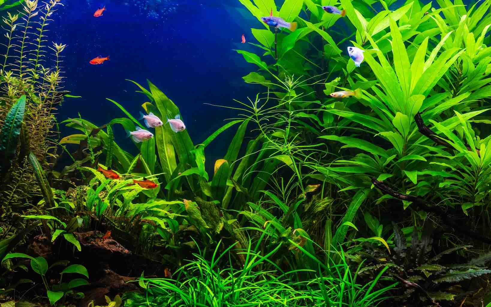 Quels poissons peuvent survivre dans un aquarium sans pompe?
